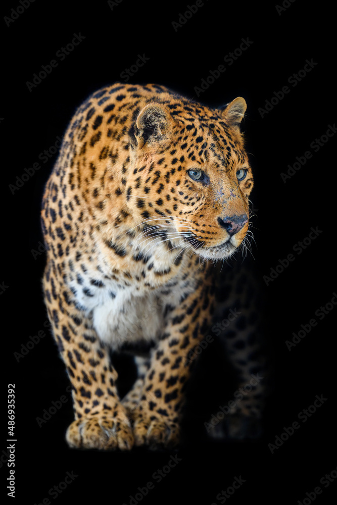 Naklejka premium Close up big leopard isolated on black background