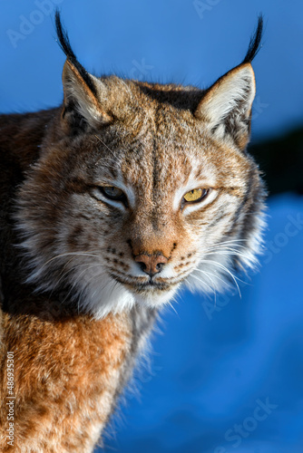 Lynx portrait in the snow. Wildlife scene from winter nature