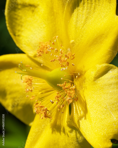 Close up image of goldencup (Hypericum patulum) photo
