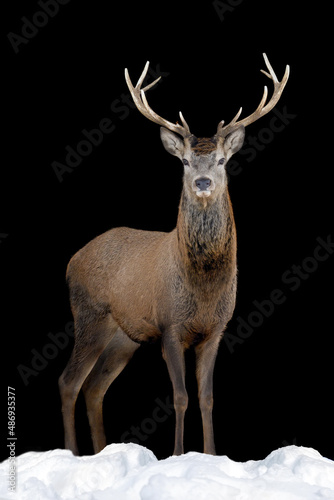 Close up view deer. Wild animal isolated on a black background