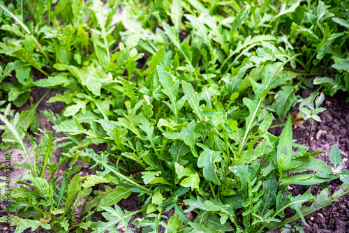 A green arugula plant is grown in an organic vegetable garden.