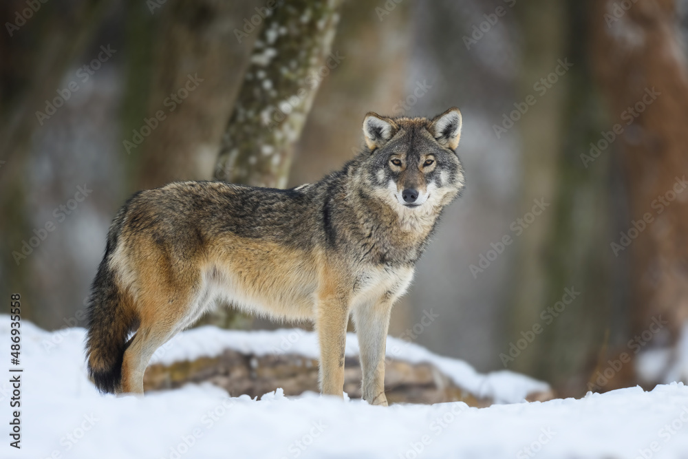 Obraz premium Gray wolf in the winter forest. Wolf in the nature habitat