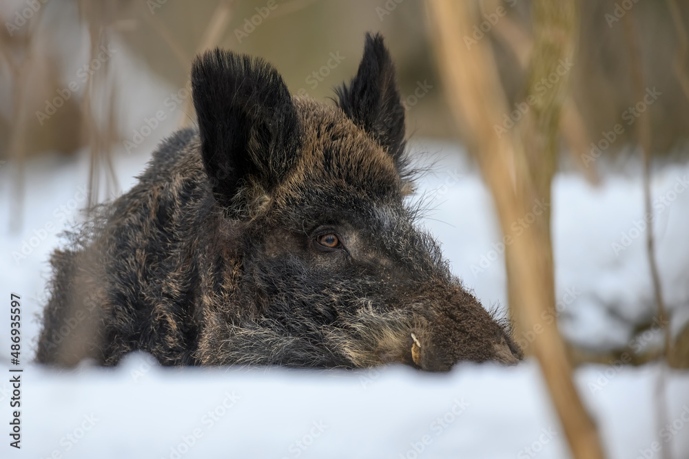 Wild pig with snow. Young Wild boar in wintery forest. Wildlife scene from nature Wild pig with snow. Young Wild boar in wintery forest. Wildlife scene from nature