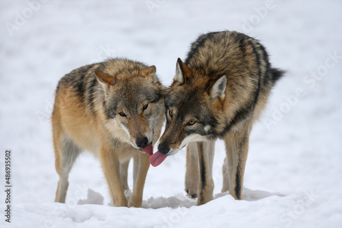 Two Gray wolf in the winter forest. Wolf in the nature habitat © byrdyak