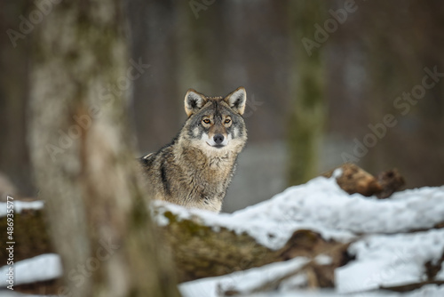 Gray wolf in the winter forest. Wolf in the nature habitat