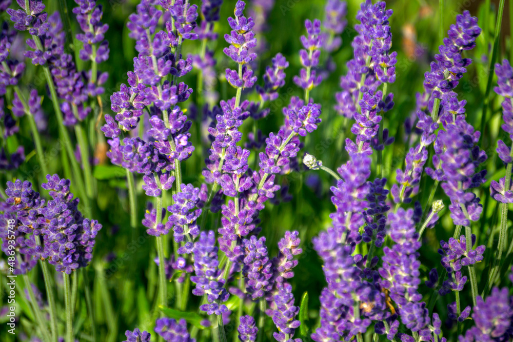 Fototapeta premium Lavender plant with beautiful open flowers on a sunny day.