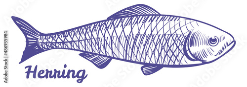 Herring drawing. Silver darling sea fish sketch