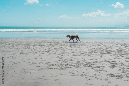 Dog walking on the beach.