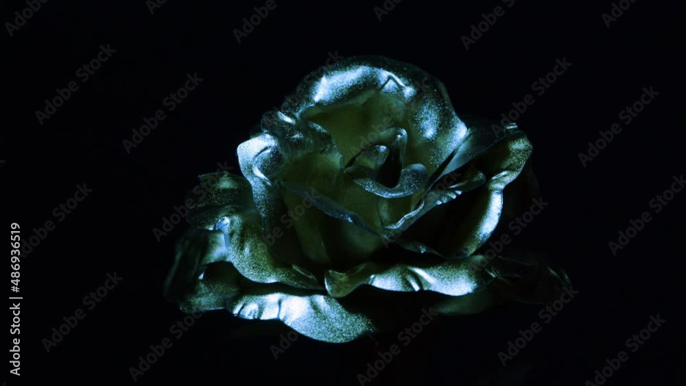Rose flower changes colors from red to green to blue on black background
