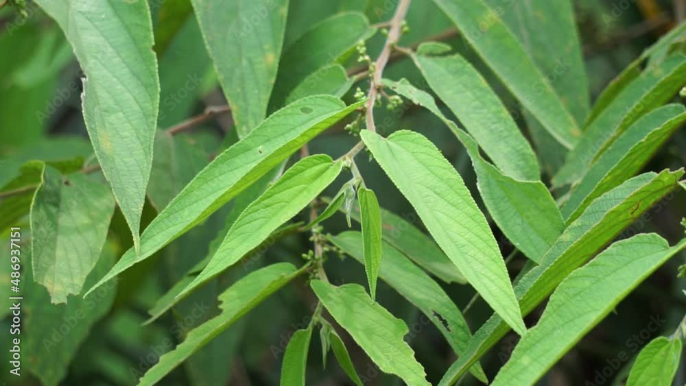 Trema orientale (also called Trema orientalis, Cannabaceae, charcoal tree, Indian charcoal tree) leaves. Extracts from leaves of related species (Trema guineense) showed  anti-arthritic.