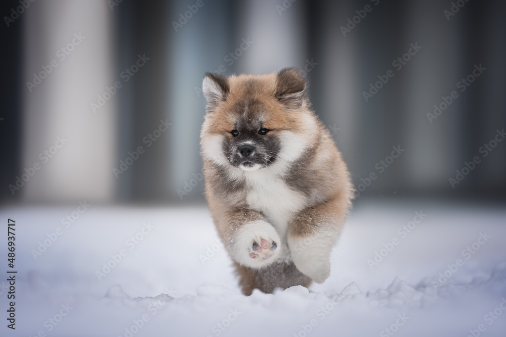 Cute akita inu puppy running through the snow on a blue background. Crazy dog Cute akita inu puppy running through the snow on a blue background. Crazy dog