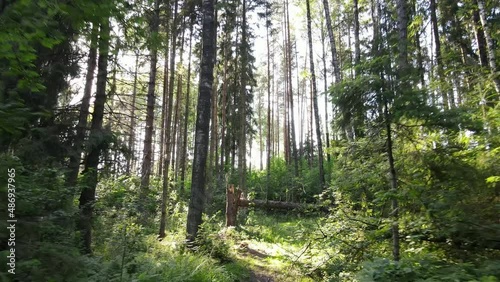 Beautiful sunlight in the forest aerial video. Magical misty forest in early  summer morning. ecology concept.