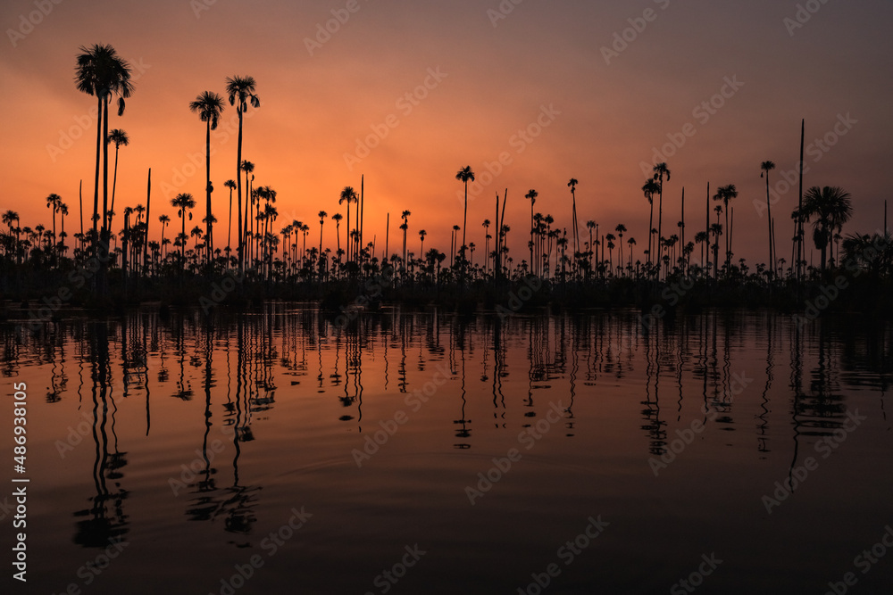 Beautiful red and orange sunrise at in the jungle with wild palm trees at Rio Madre de Dios near Puerto Maldonado in the Tambopata National Park (Amazonas region, Peru, South America)