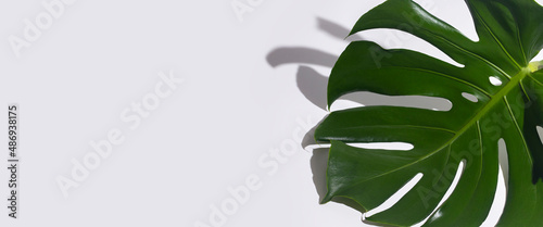 One fresh tropical green monstera leaf isolated on white background. Banner