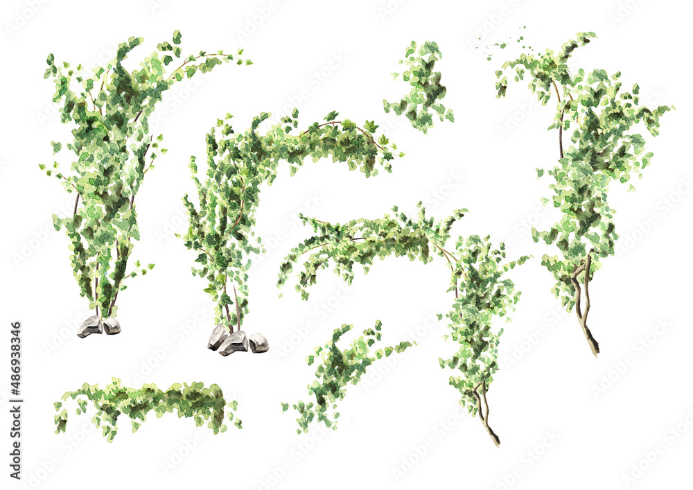 Fototapeta premium Ivy plant set, Hand drawn watercolor illustration, isolated on white background