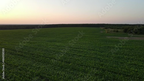 aerial video of sunset landscape over the green grassland and rolling hills. Green wheat and corn field. agriculture concept.
