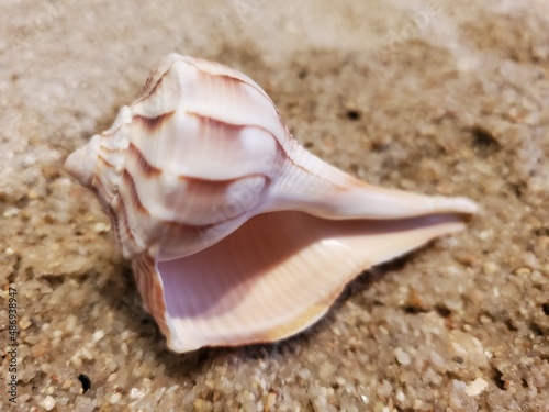 seashell on the sand