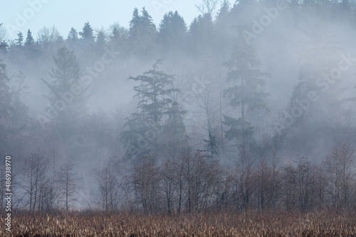 Fog in the forest of trees along Burnaby Lake in Vancouver, british Columbia, Canada in the winter. © KingmaPhotos