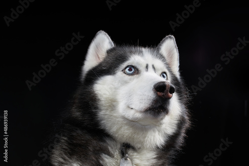 Beautiful Siberian Husky dog with blue eyes  posing in studio on black background