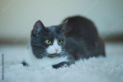 Portrait of a beautiful gray-white cat lies on a white carpet