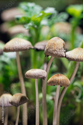 Close up of small mushrooms.