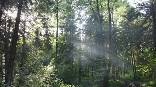 Beautiful sunlight in the forest aerial video. Magical misty forest in early  summer morning. ecology concept.