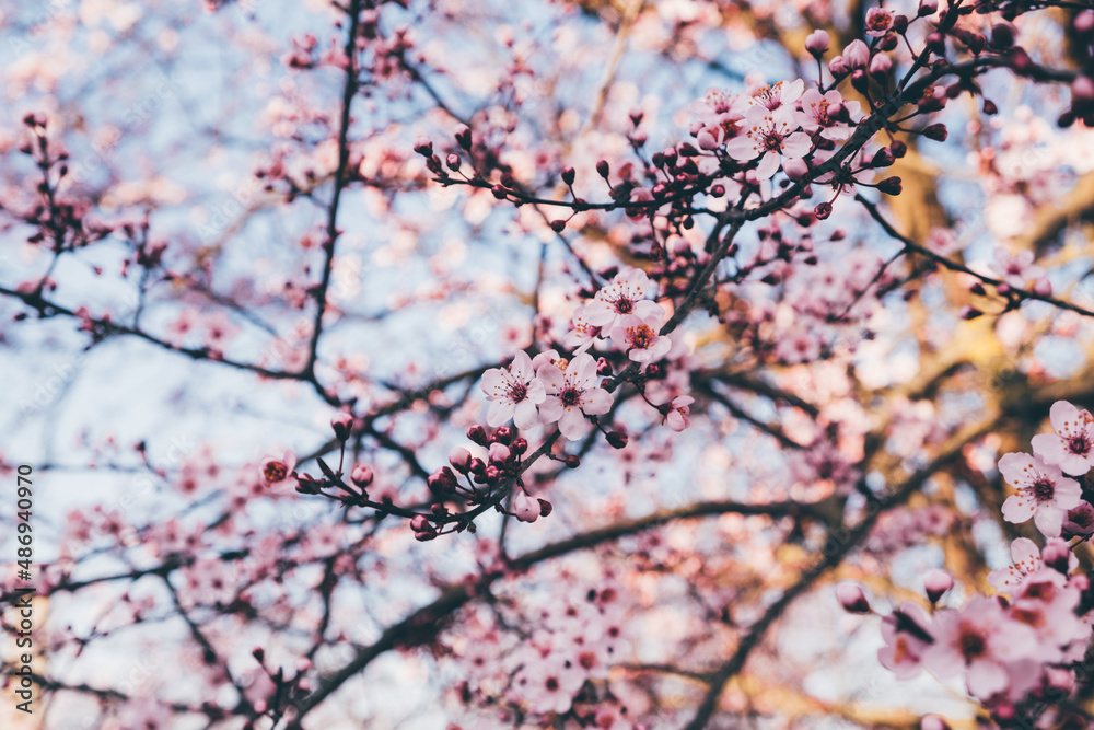 Spring blossoms. Tree branch with beautiful fresh pink flowers in full bloom, close up. Blooming sakura. Floral background. Spring blossoms. Tree branch with beautiful fresh pink flowers in full bloom, close up. Blooming sakura. Floral background.
