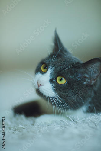 Portrait of a beautiful gray-white cat lies on a white carpet