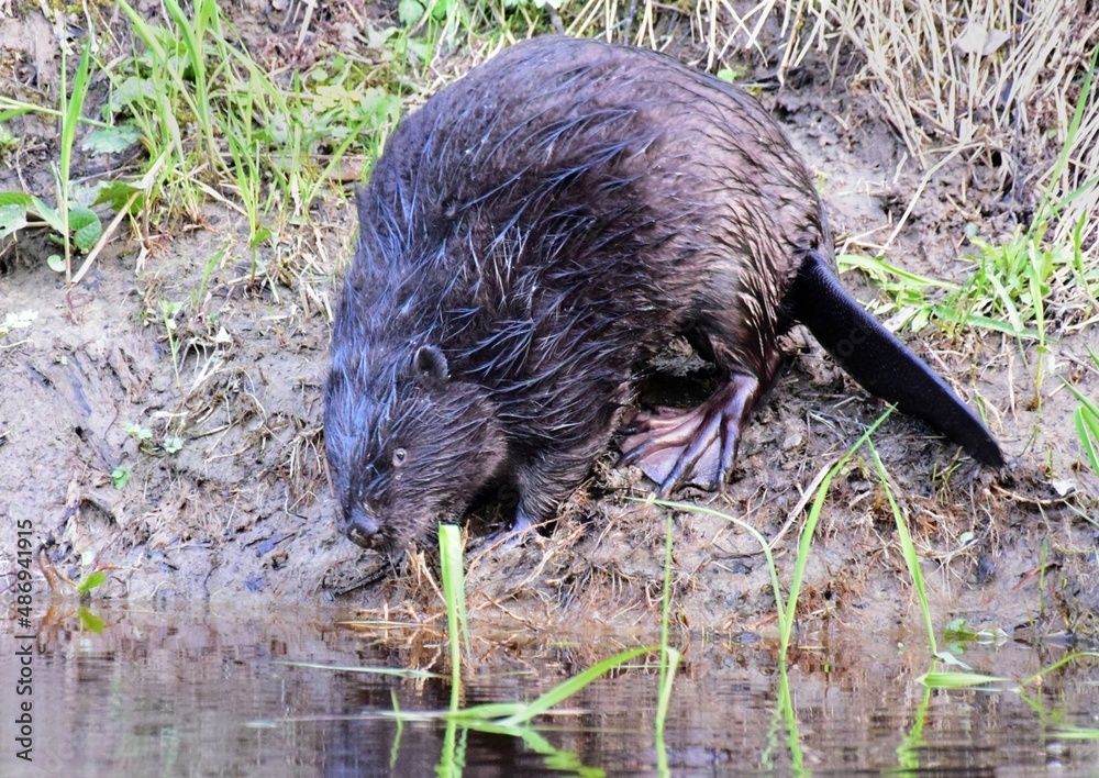 beaver in the river