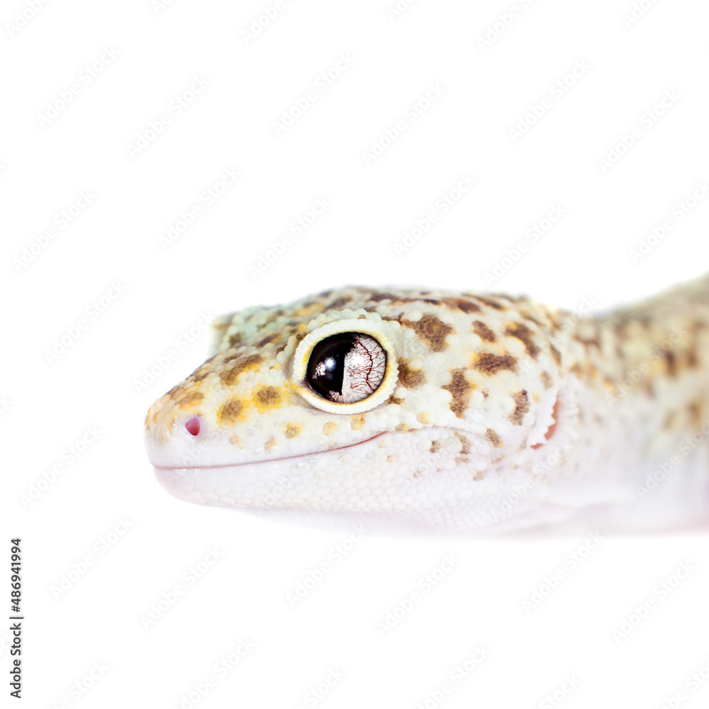 Cute Leopard Gecko on a white background Cute Leopard Gecko on a white background