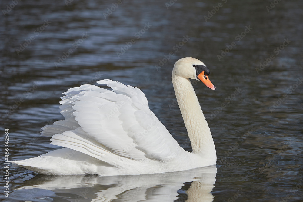 close-up of a white swan on a lake close-up of a white swan on a lake