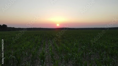 aerial video of sunset landscape over the green grassland and rolling hills. Green wheat and corn field. agriculture concept.