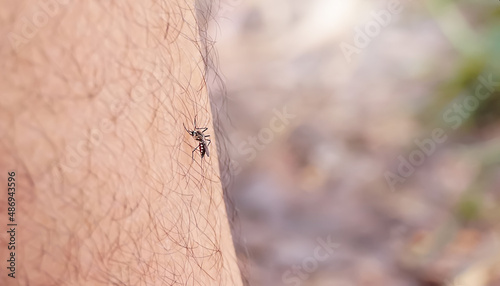 Nasty insect mosquitoes cling to the legs and drink the blood of the pierced skin. 