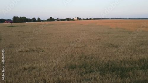 aerial video of sunset landscape over the green grassland and rolling hills. Green wheat and corn field. agriculture concept.