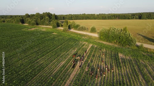 Aerial video of grazing and running cows in a meadow with grass covered with dewdrops and morning fog, and the sunrise in the sky in a small haze.