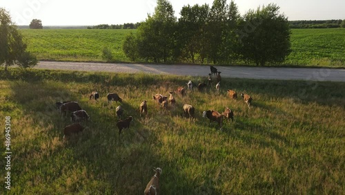 Aerial video of grazing and running cows in a meadow with grass covered with dewdrops and morning fog, and the sunrise in the sky in a small haze.