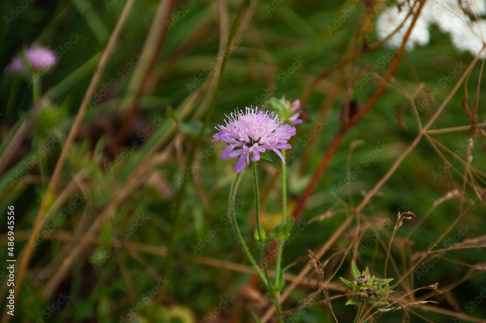 flower in the meadow flower in the meadow