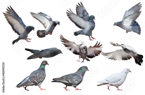isolated on white ten pigeons group