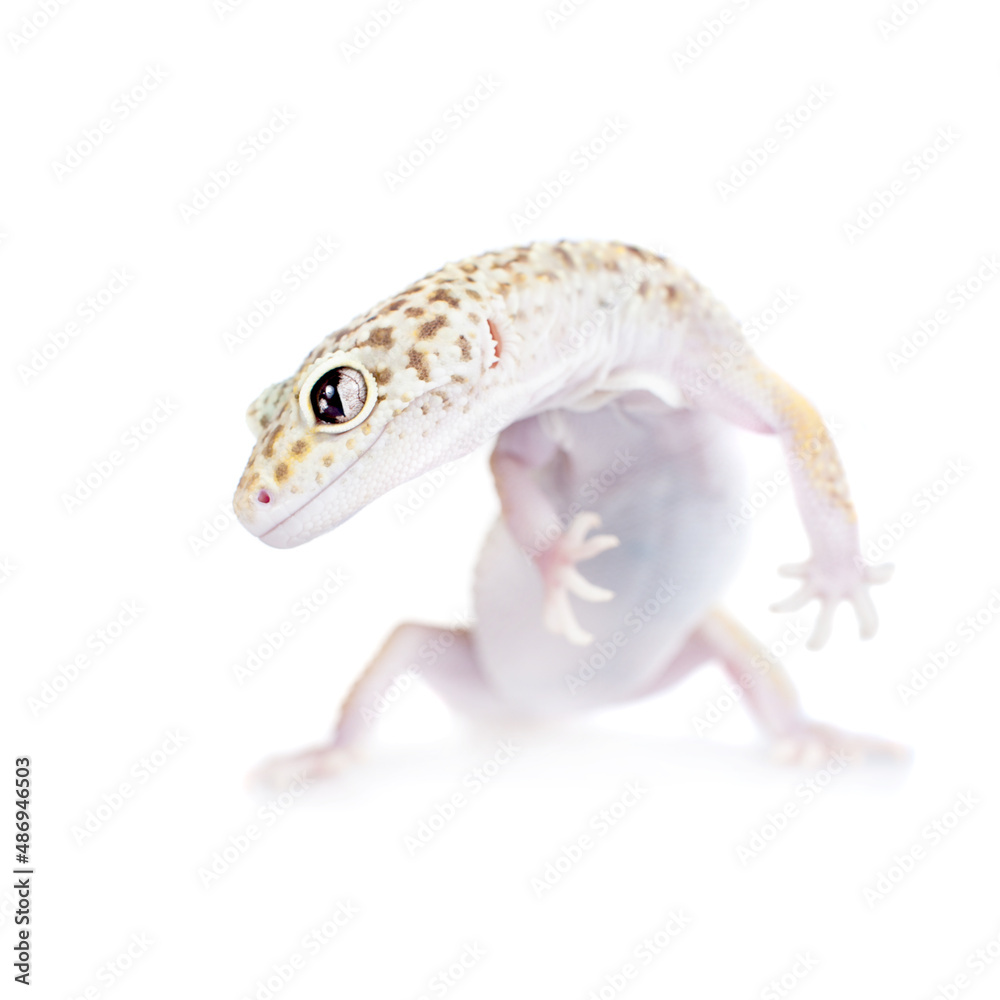 Naklejka premium Cute Leopard Gecko on a white background