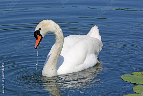 Swan reflected on a lake	