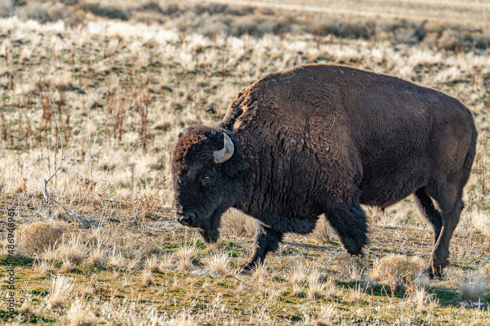 american bison at Antelope Island State Park american bison at Antelope Island State Park