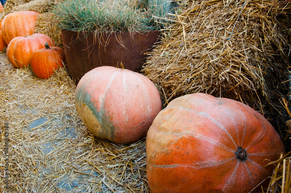 halloween orange pumpkin close to hay. autumn vegetable harvest. happy halloween halloween orange pumpkin close to hay. autumn vegetable harvest. happy halloween