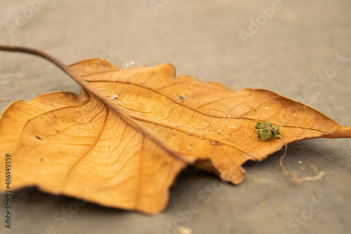 broken leaf on dirty ground