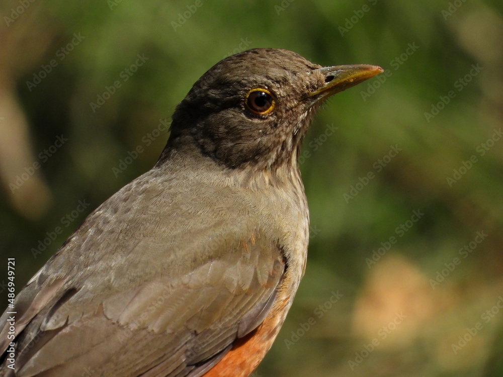 bird portrait - Rufous-bellied Thrush, Turdus rufiventris bird portrait - Rufous-bellied Thrush, Turdus rufiventris