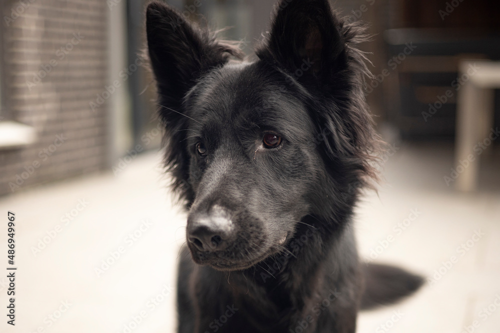 Fototapeta premium Vragend!