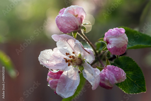 Pink flowers of the apple tree in water drop after rain. Selective focus.