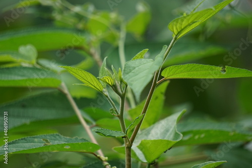 Trema orientale  also called Trema orientalis  Cannabaceae  charcoal tree  Indian charcoal tree  leaves. Extracts from leaves of related species  Trema guineense  showed  anti-arthritic.