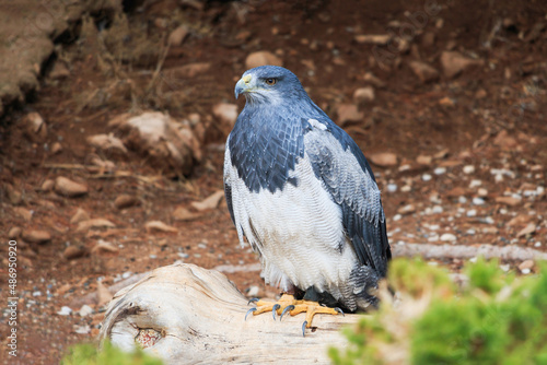 Black chested buzzard eagle sitting on a log