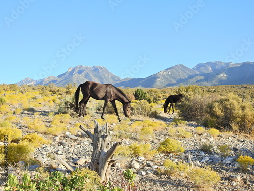 Wild horses enjoying a beautiful autumn day in Nevada s high desert  that lies below the Spring Mountains.
