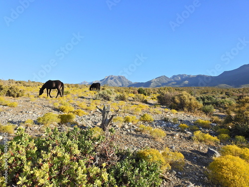 Wild horses enjoying a beautiful autumn day in Nevada's high desert, that lies below the Spring Mountains. © Scenic Corner